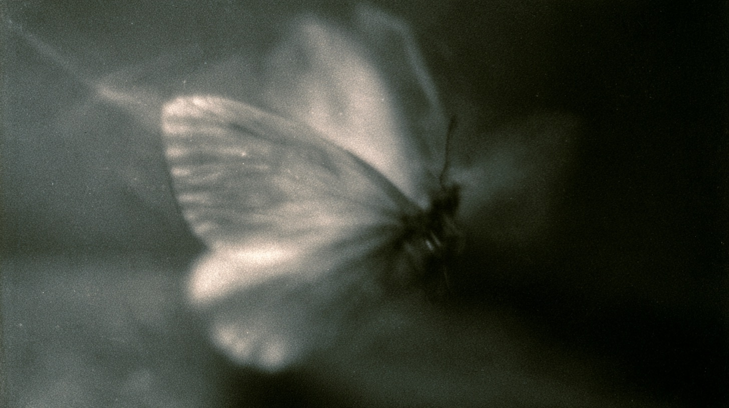 ghost flowers