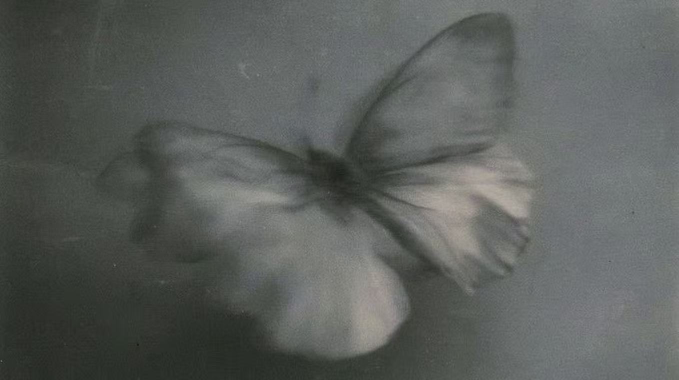 ghost flowers